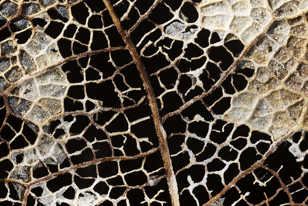 Venation Patterns in Dead Leaf, by D3