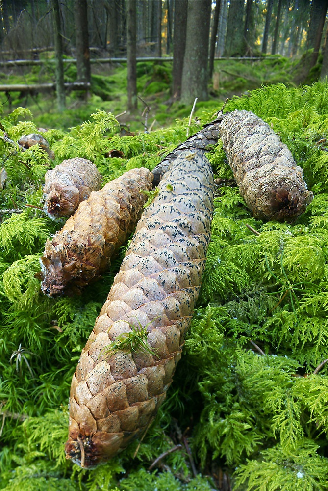 Spruce Cones on Mossy Forest Floor, by D3